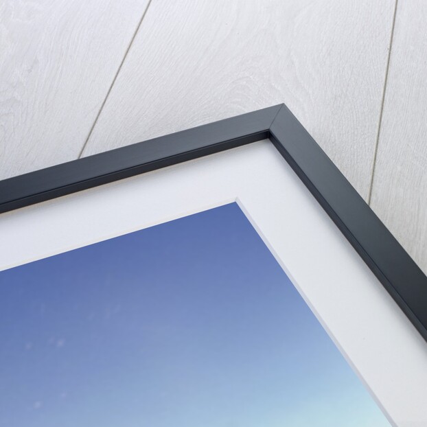 Dolphin Swimming in Ocean by Anonymous