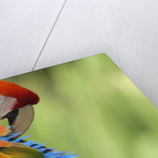 Colorful Scarlet Macaw by Anonymous