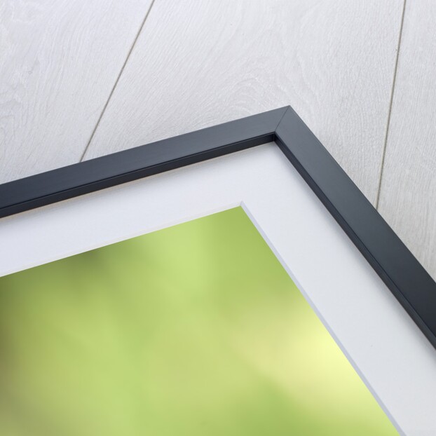 Colorful Scarlet Macaw by Anonymous