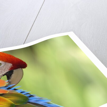 Colorful Scarlet Macaw by Anonymous