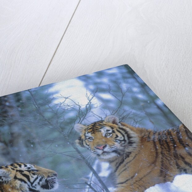 Siberian Tigers Resting in Snow by Anonymous