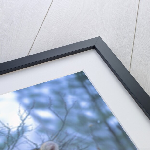 Siberian Tigers Resting in Snow by Anonymous