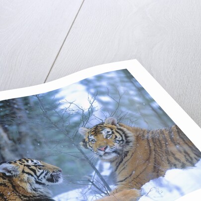 Siberian Tigers Resting in Snow by Anonymous