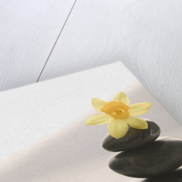 Flower Balancing on Rocks by Anonymous