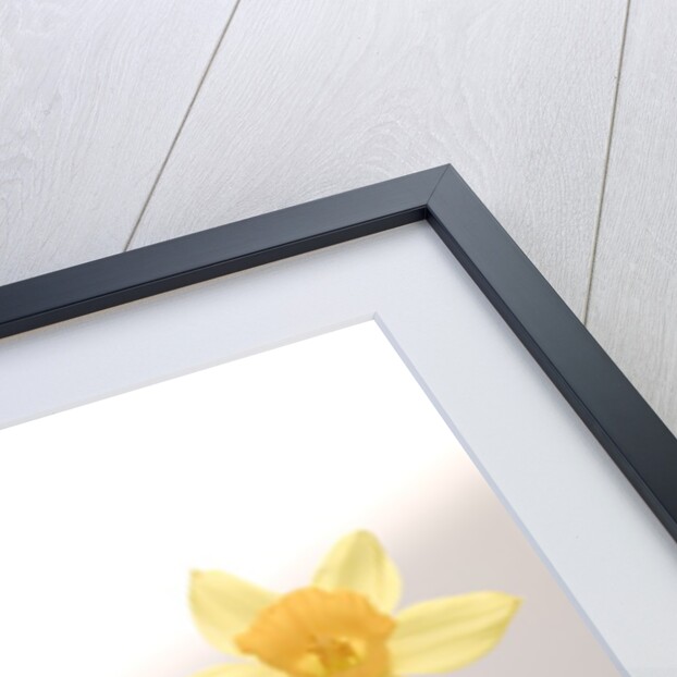 Flower Balancing on Rocks by Anonymous