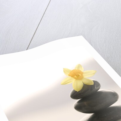 Flower Balancing on Rocks by Anonymous