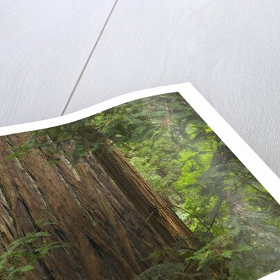 Redwood Trunk by Anonymous