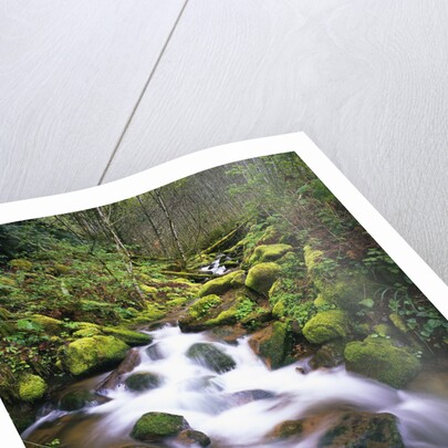 Brook Running Over Mossy Rocks by Anonymous
