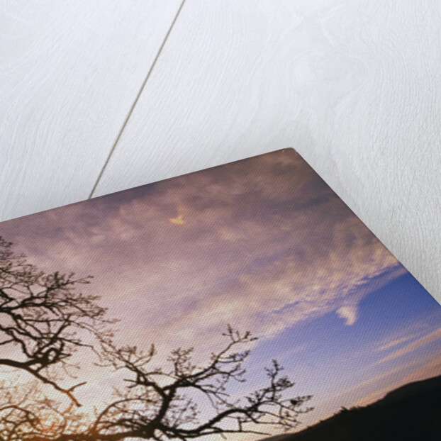 Oak Tree at Sunrise by Anonymous