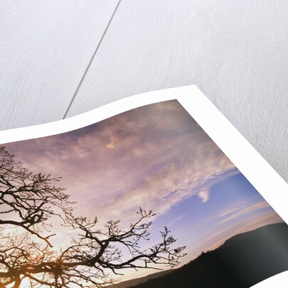 Oak Tree at Sunrise by Anonymous