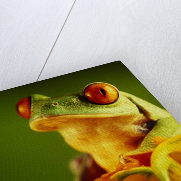 Red-Eyed Tree Frogs by Anonymous