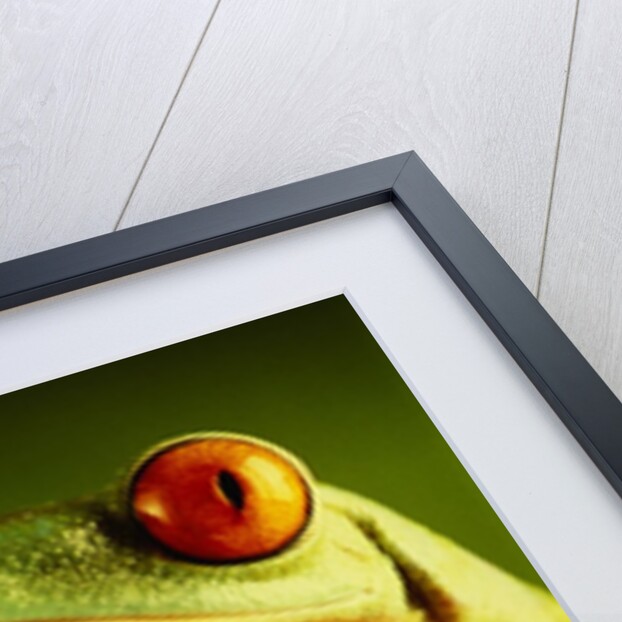 Red-Eyed Tree Frogs by Anonymous