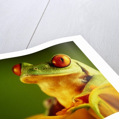 Red-Eyed Tree Frogs by Anonymous