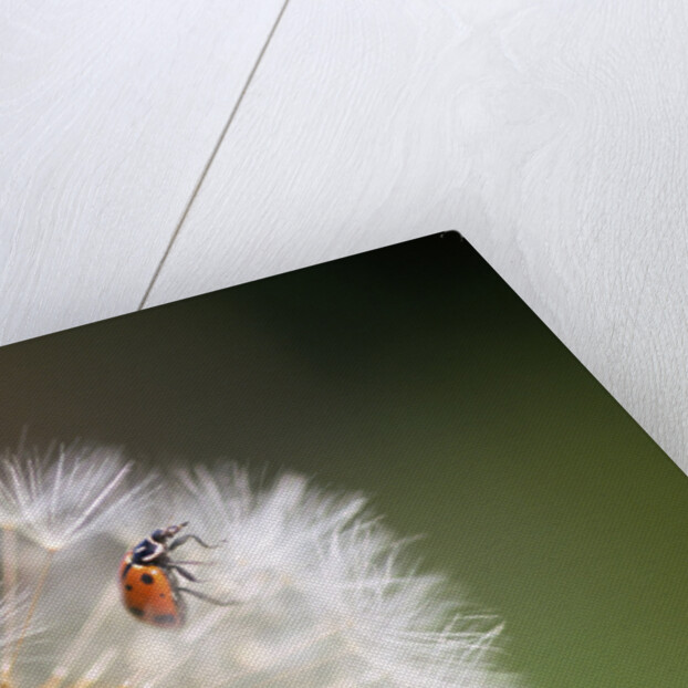 Ladybug on Dandelion by Anonymous