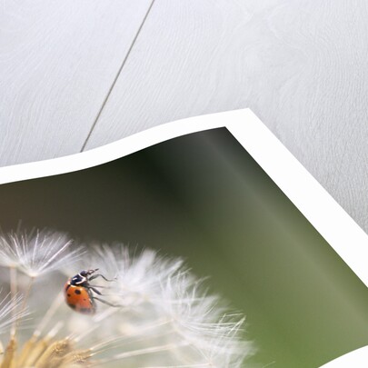 Ladybug on Dandelion by Anonymous