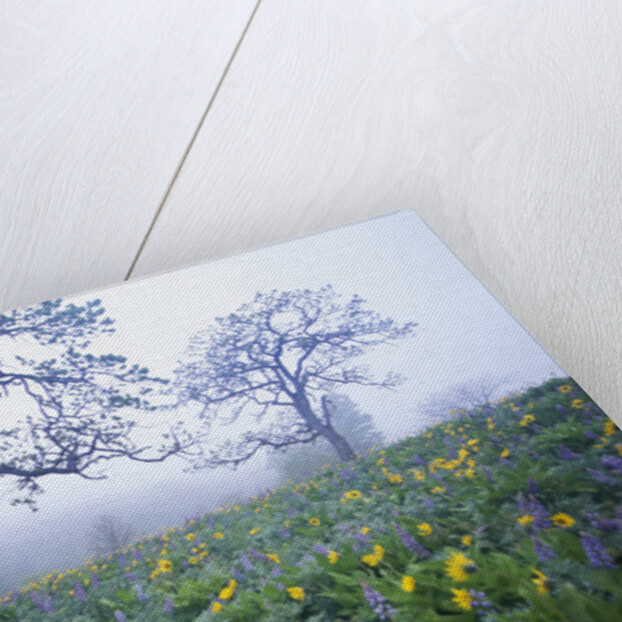 Oak Trees and Flowers in Meadow by Anonymous