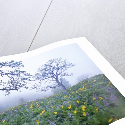 Oak Trees and Flowers in Meadow by Anonymous