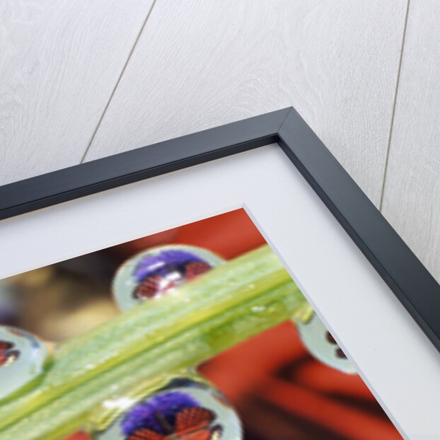 Butterfly Reflected in Water Drops on Flower by Anonymous