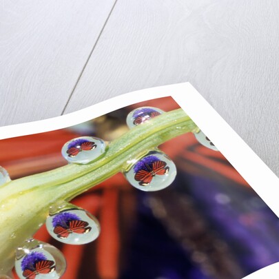 Butterfly Reflected in Water Drops on Flower by Anonymous