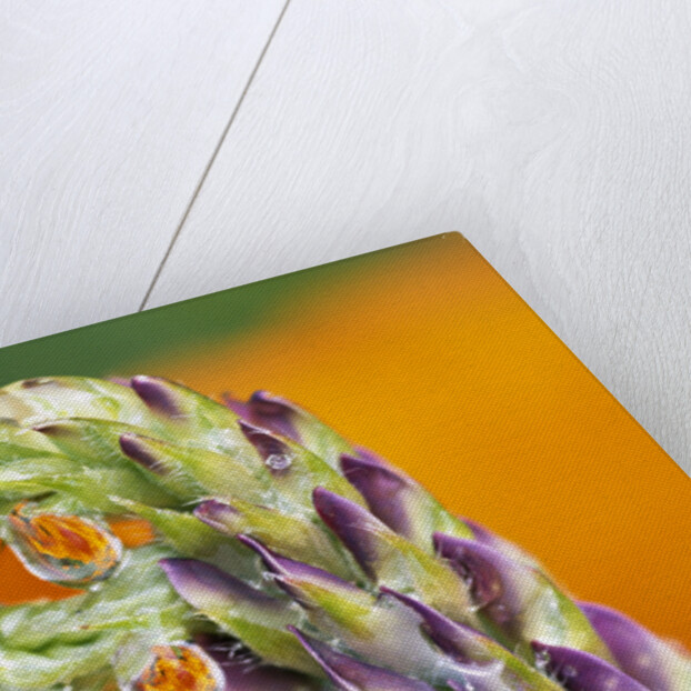 Poppy Reflected in Lupine by Anonymous