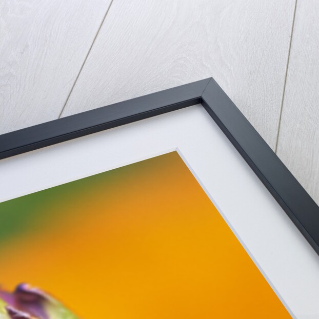 Poppy Reflected in Lupine by Anonymous