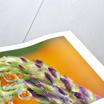 Poppy Reflected in Lupine by Anonymous