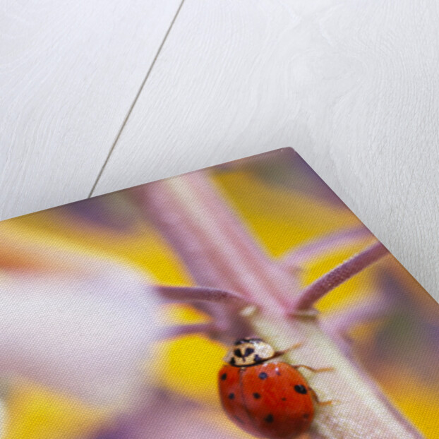 Ladybug Crawling by Anonymous