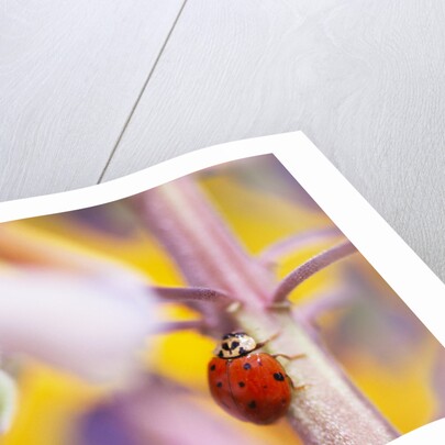 Ladybug Crawling by Anonymous