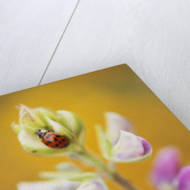 Ladybug Crawling by Anonymous