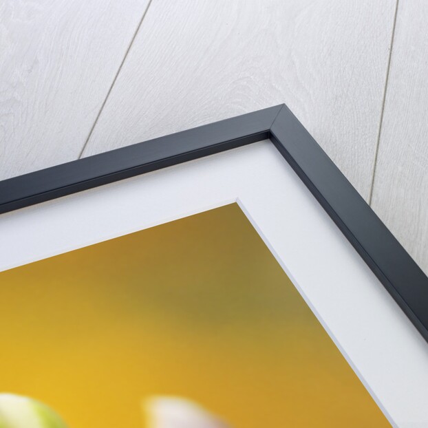 Ladybug Crawling by Anonymous