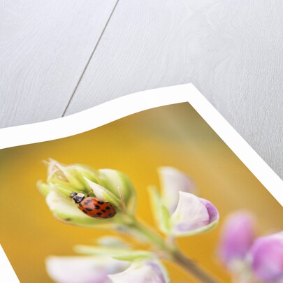 Ladybug Crawling by Anonymous