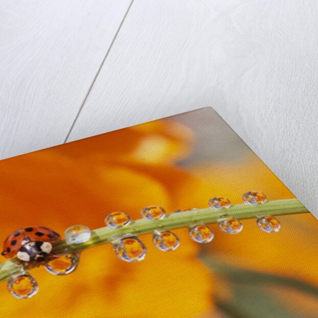 Ladybug Crawling by Anonymous