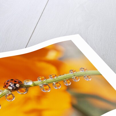 Ladybug Crawling by Anonymous