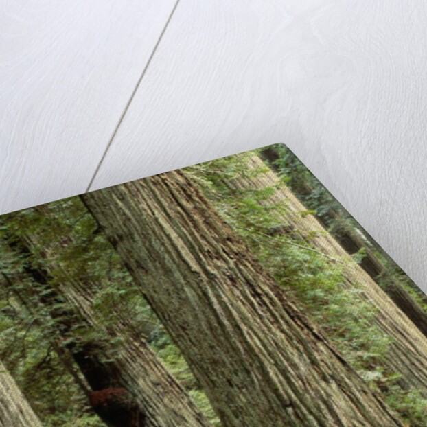 Redwood Forest in Redwood National Park by Anonymous