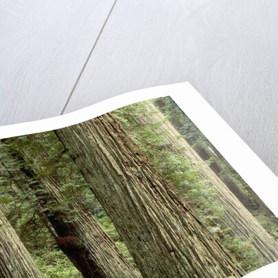 Redwood Forest in Redwood National Park by Anonymous