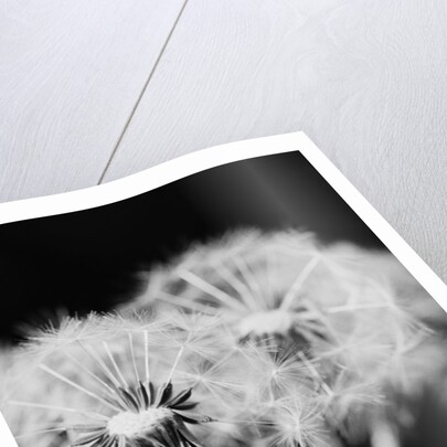 Dandelions by Anonymous