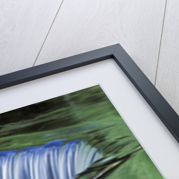 Tranquil Waterfall by Anonymous