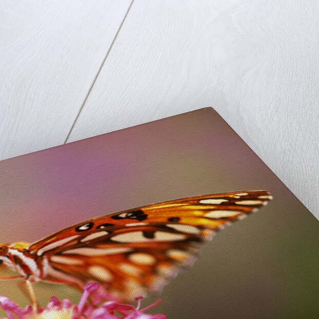 Butterfly Perching on Flower by Anonymous