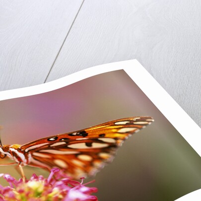 Butterfly Perching on Flower by Anonymous