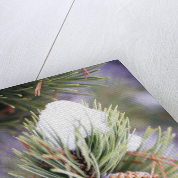 First Snow Clinging to Pine Cone by Anonymous