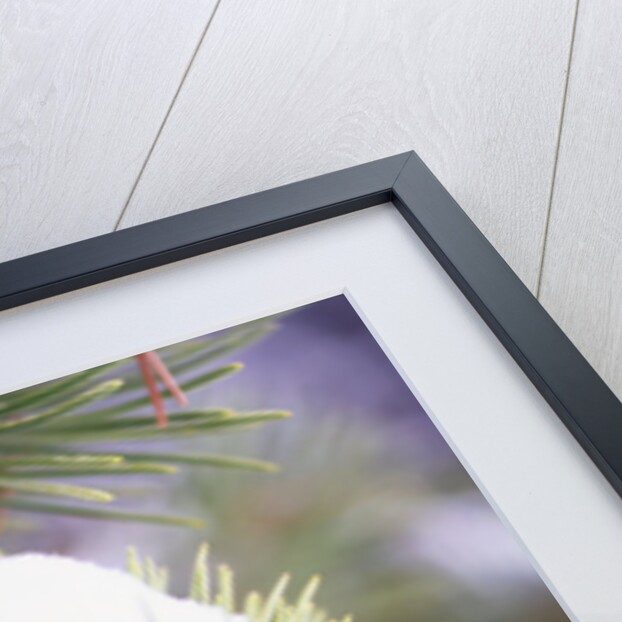 First Snow Clinging to Pine Cone by Anonymous
