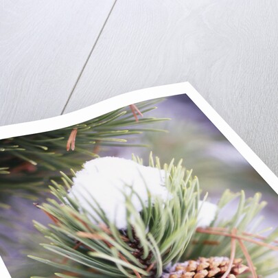 First Snow Clinging to Pine Cone by Anonymous