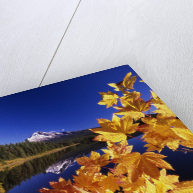 Fall Colors at Trillium Lake by Anonymous