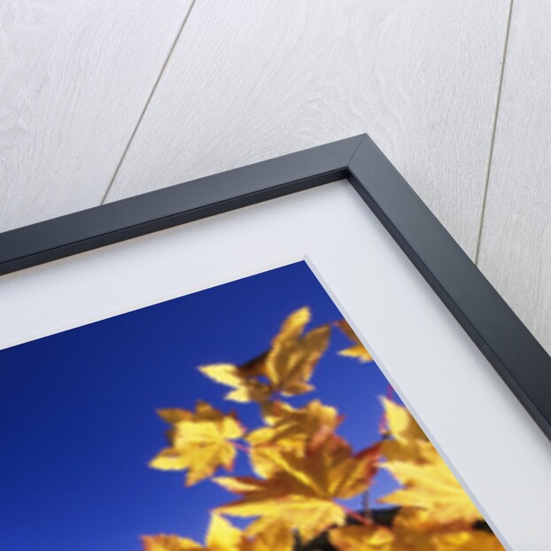 Fall Colors at Trillium Lake by Anonymous