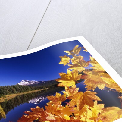 Fall Colors at Trillium Lake by Anonymous
