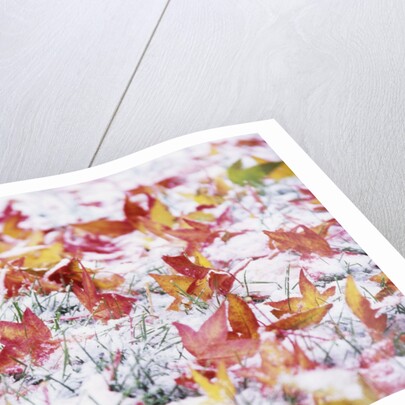 Autumn Snow by Anonymous