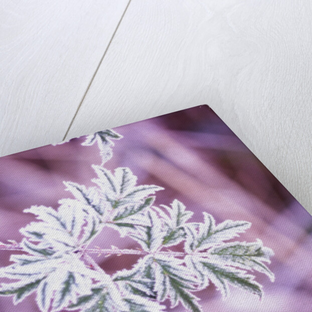 Frost on Bush by Anonymous