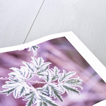 Frost on Bush by Anonymous