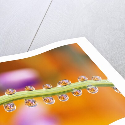 Water Drops on Stem by Anonymous
