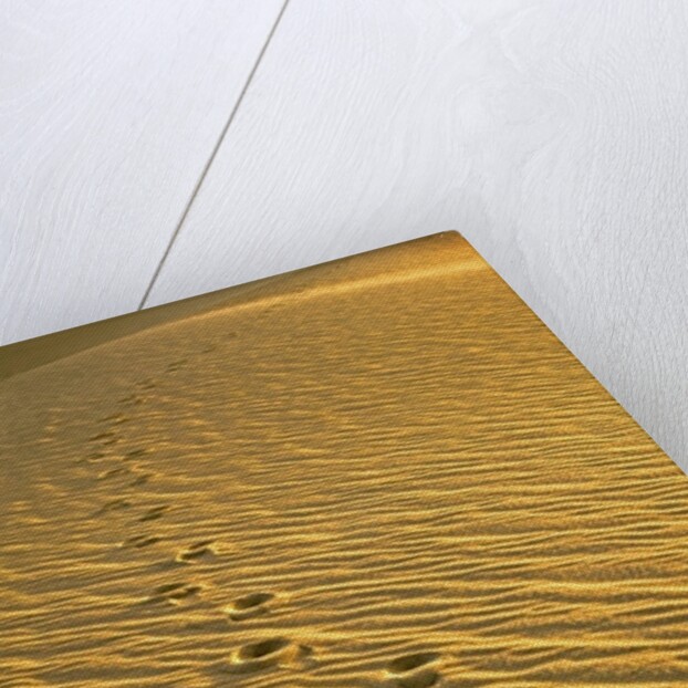 Footprints in Sand Dunes by Anonymous